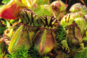 Cephalotus