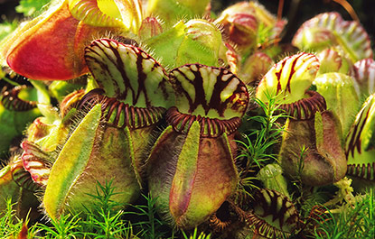 Cephalotus