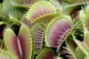 Dionaea
