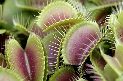 Dionaea