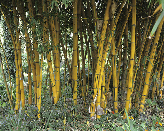 Phyllostachys sulphurea