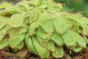 Drosera