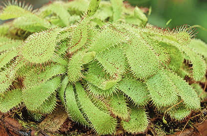 Drosera