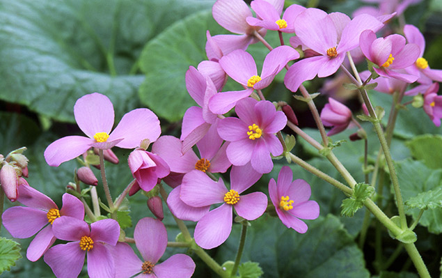 Begonia socotrana