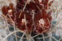 Glandulicactus uncinatus