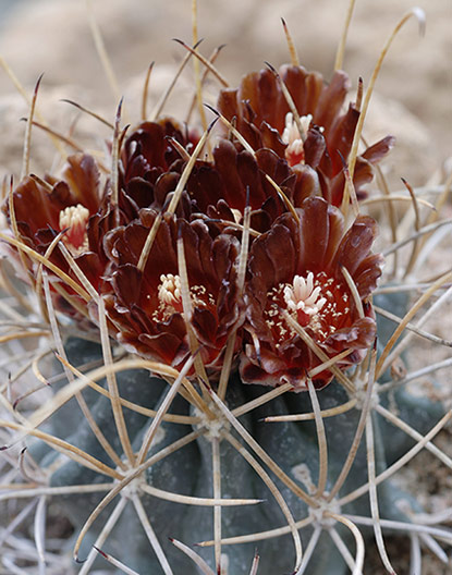 Glandulicactus uncinatus