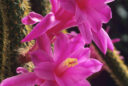 Disocactus flagelliformis