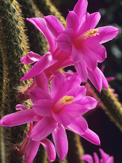 Disocactus flagelliformis