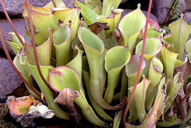 Heliamphora