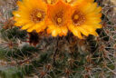 Parodia comarapana