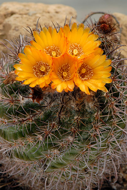 Parodia comarapana