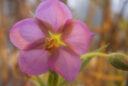 Roridula dentata