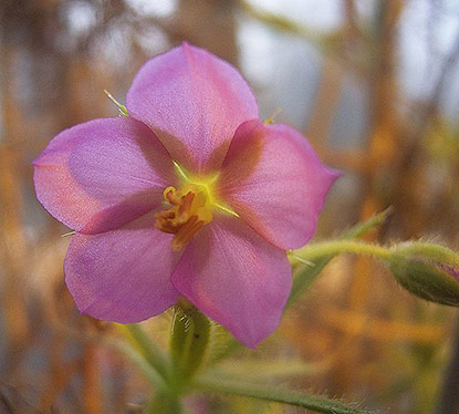 Roridula dentata