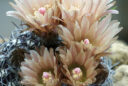 Eriosyce odieri subsp. krausii