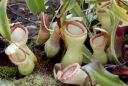Nepenthes