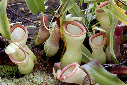 Nepenthes