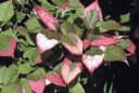 Actinidia kolomikta (kiwi panaché)