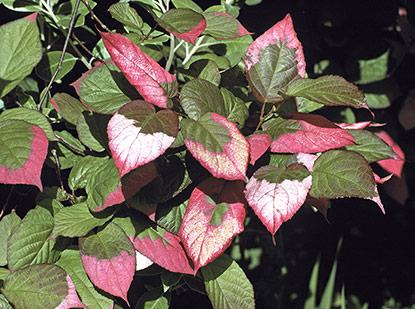 Actinidia kolomikta (kiwi panaché)