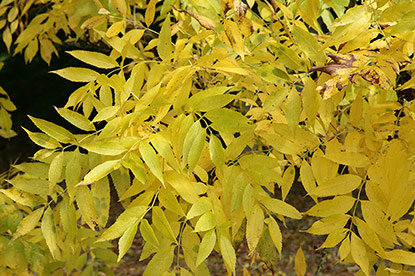 Frêne commun (Fraxinus excelsior)