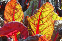 La blette (Beta vulgaris subsp. vulgaris)