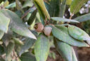 Le chêne vert (Quercus ilex)