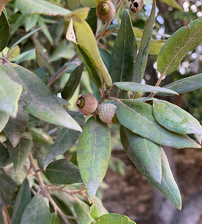 Le chêne vert (Quercus ilex)