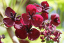 Akebia quinata
