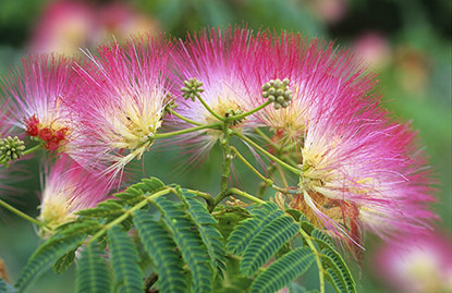 Albizia julibrissin 'Ombrella'