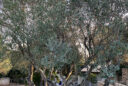 l’olivier (Olea europaea)