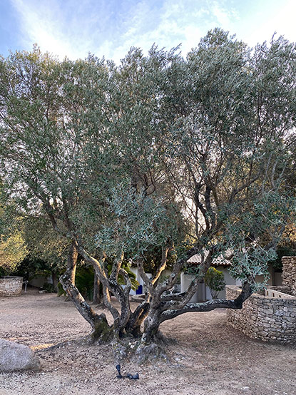 l’olivier (Olea europaea)
