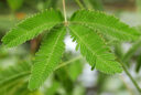 Sensitive (Mimosa pudica)