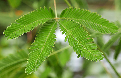 Sensitive (Mimosa pudica)