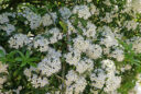 Acradenia frankliniae