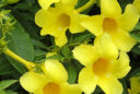 Allamanda cathartica (orélie de Guyane, liane à lait)