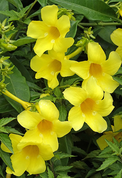 Allamanda cathartica (orélie de Guyane, liane à lait)