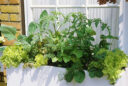 Un mini potager sur la fenêtre c’est possible, la preuve, cette jardinière de légumes