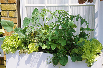 Un mini potager sur la fenêtre c’est possible, la preuve, cette jardinière de légumes