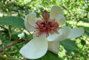 Magnolia x wieseneri