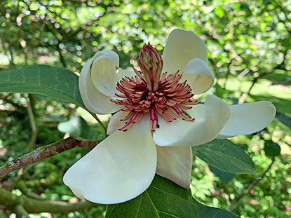 Magnolia x wieseneri