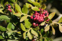 Pistacia lentiscus