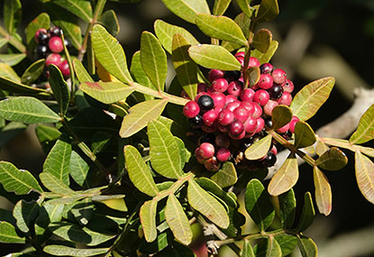 Pistacia lentiscus