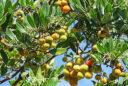 l’arbousier (Arbutus unedo)