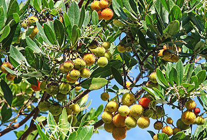 l’arbousier (Arbutus unedo)