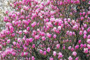 Magnolia x soulangeana ‘Lennei’