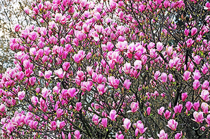 Magnolia x soulangeana ‘Lennei’