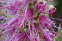 Callistemon salignus (rince-bouteille, plante goupillon)