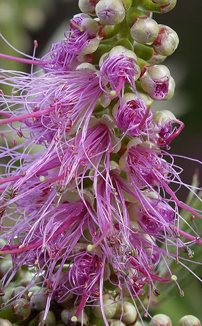 Callistemon salignus (rince-bouteille, plante goupillon)