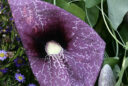 Aristoloche géant (Aristolochia gigantea)