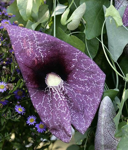 Aristoloche géant (Aristolochia gigantea)