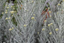 Ozothamnus leptophyllus